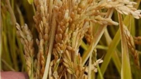 Bitlis'te Pirinç Hasadı Başladı