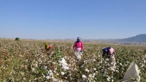 Silopi'de Makineli Pamuk Hasadı