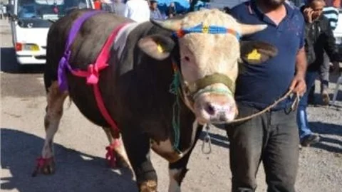 950 Kiloluk Kurbanlığı Süsleyerek Satışa Çıkardı