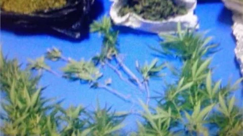 Oturduğu Apartmanda Hint Keneviri Yetiştirdi