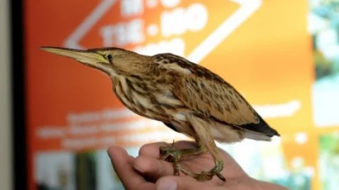 Yavru Hint Gölet Balıkçıl Yuvasını Kaybetti