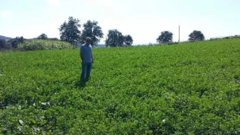 Korgan'da Yonca Ekimine Başlandı