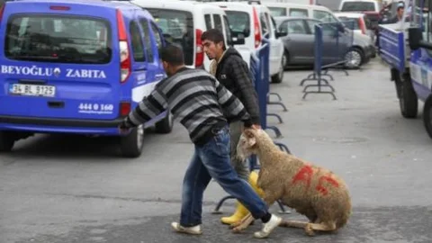Avustralyalı Ailenin Kurban Pazarı Merakı