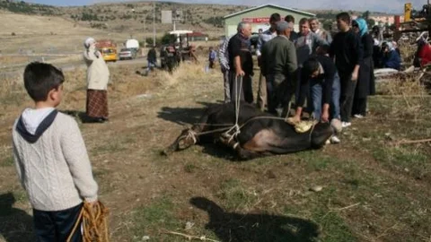 Yozgat'ta Kurbanlık Boğa Kaçtı