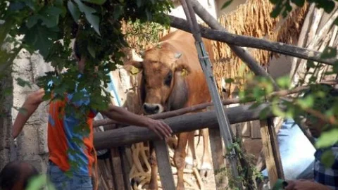 Kaçan Kurbanlık Dana Sokakları Birbirine Kattı