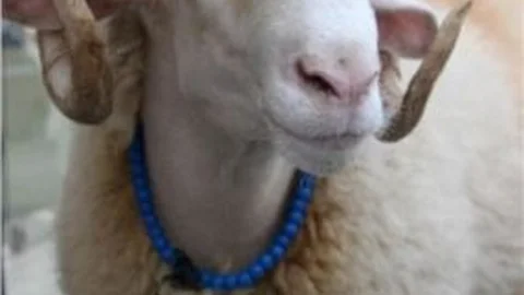 Kesmeye Kıyamadığı Koçuna Papyon Giydirip Bayram Ziyaretine Çıktı