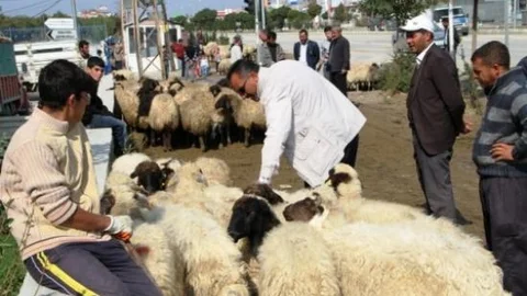 Van'da Kurbanlıklar Elde Kaldı