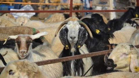 Hayvan Pazarı'nda Bayram Yoğunluğu