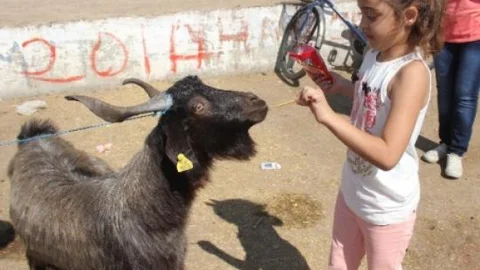 Kurbanlık Keçisini Çubuk Krakerle Besledi