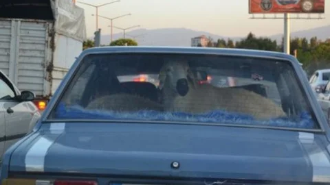 Kurbanlıklarını Otomobiliyle Taşıdı Görenleri Şaşırttı