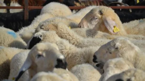 Akın Canlı Hayvan Pazarını Ziyaret Etti