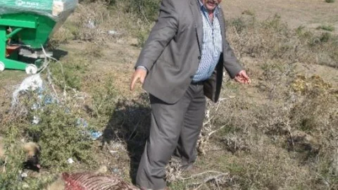 (özel Haber) Bayramın Değil Hastalığın Kurbanı Oldular