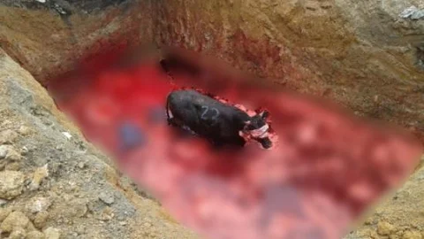 Beş Metrelik Kan Çukuruna Düşen Boğa Üç Saatte Çıkarıldı