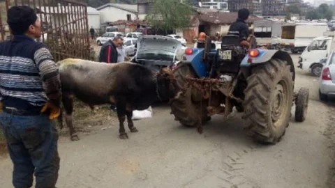 (özel Haber) Kesime Götürülen Boğaya Akılalmaz Eziyet