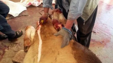 Kasap Ustaları Çelik Eldiven Kullandı