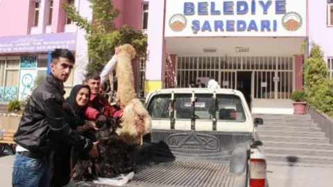 Hakkari'de Kurban Derileri Kobani İçin Toplanıyor