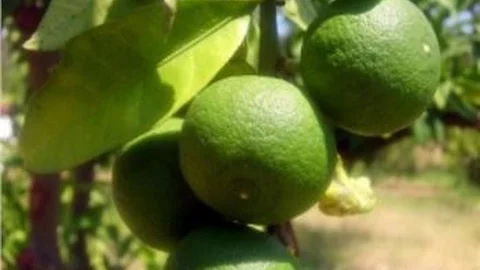 Narenciye'de Rekolte Düşük Kalite Yüksek