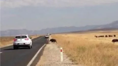 Ağrı'da Sürüler Halinde İlerleyen Domuz Sürüsü Görenleri Hayrete Düşürdü