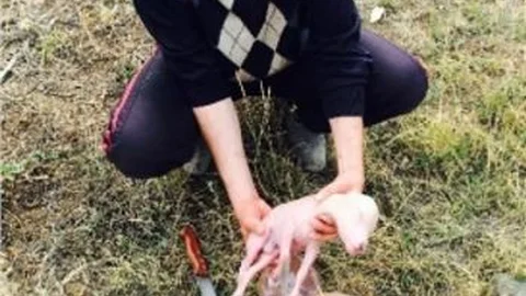 Van'da Gebe Kurbanlık Şoku