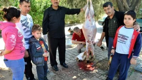 Aydın'da Kurban Telaşı Devam Ediyor