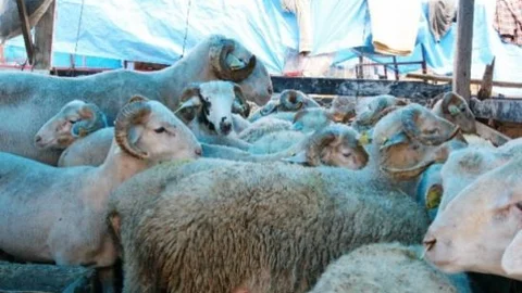 Kurban Fiyatları Da Satışlar Da Düştü Satıcı İsyan Etti