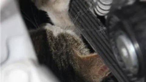 Aracın Motoruna Sıkışan Kedi Yaralı Halde Kurtarıldı