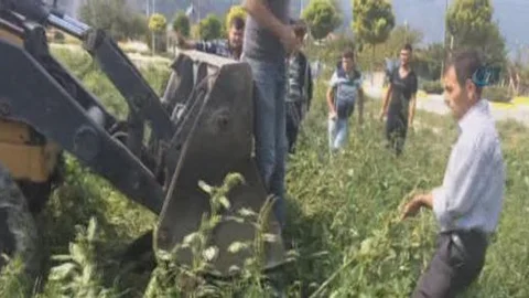 Kırkağaç'ta danaya inanılmaz işkence!