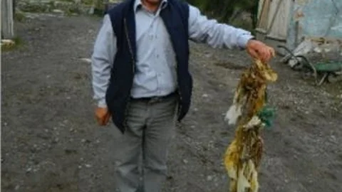 Kurbanın Karnından Çıkan Görenleri Şaşırtıyor