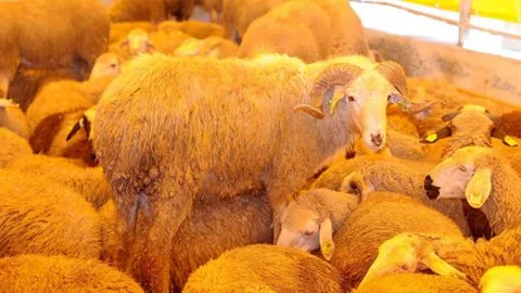 Kurbanlık fiyatları 400 TL'ye kadar düştü!