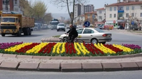 2015 Yılı İlk Baharı İçin 30 Bin Adet Lale Soğanı 15 Bin Adet Menekşe