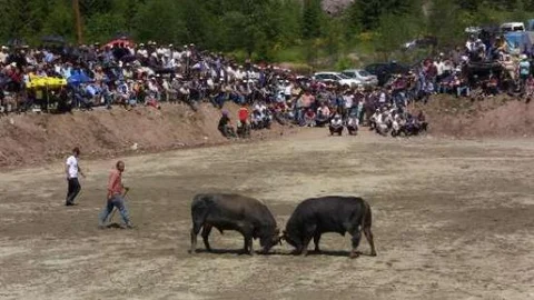 Artvin'de Boğa Güreşleri Devam Ediyor