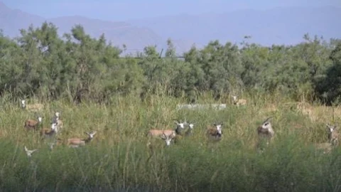 Ceylanlar Ağrı Dağı'na Uyum Sağladı