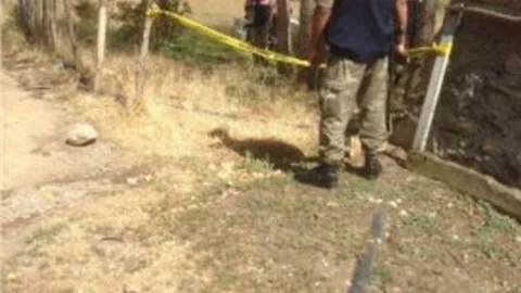 Bahçede Meyve Toplayan Ağabeyini Ayı Zannederek Öldürdü