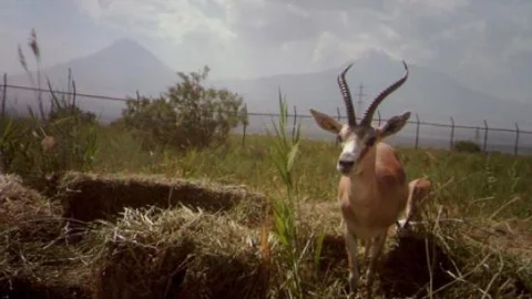 Iğdır'da Karayoluna Ceylanlar İçin Uyarı Tabelası