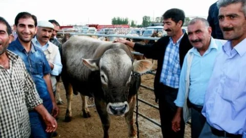 Iğdır Hayvan Pazarı'nın Şampiyonu 'gezer' Boğa