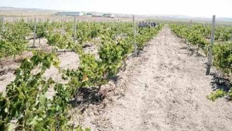 Yozgat'ta Bağcılık Gelişiyor