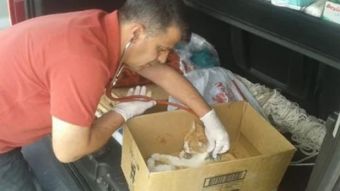 Yaralı Kediye Veteriner Hekim Sahip Çıktı