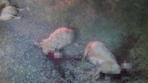 Otomobil Sürüye Çarptı 27 Koyun Telef Oldu