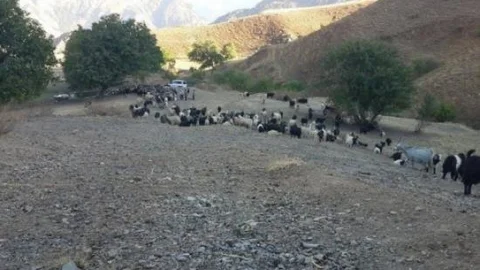 Yayla Sakinlerinin Geri Dönüşü Başladı