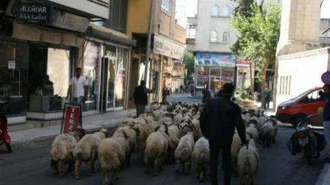 Kilis'te Kurbanlıklar Piyasada