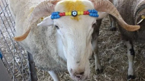 Edirne'de Kurbanlıklar Pazara Çıktı