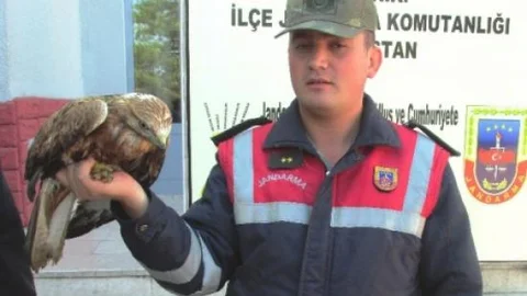 Yaralı Kızıl Şahine Jandarma Sahip Çıktı