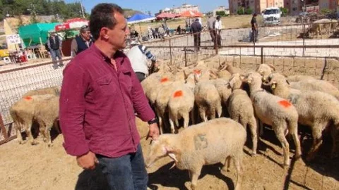 Bilecik'te Kurbanlıklar Pazara İndi