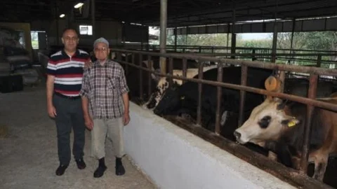 Kırkağaç'ta Kurbanlık Danalara Büyük İlgi