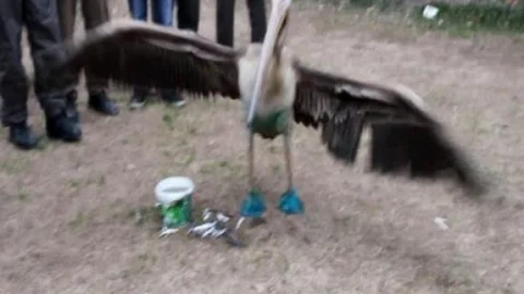 Yaralı Pelikan Tedavi Edilip Doğaya Bırakıldı