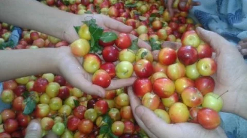 Kütahya'da Erik Üretimi Düşüyor