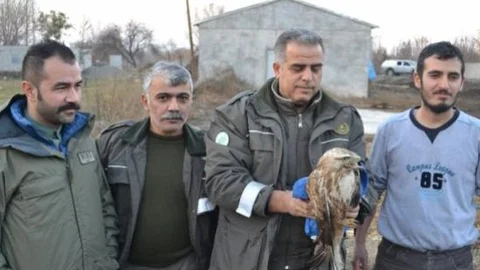 Avcıların Vurduğu Şahin Tedavi Altına Alındı