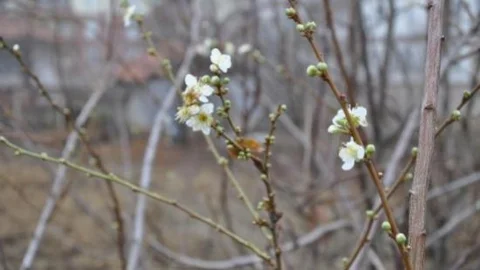 Yozgat'ta Mevsimini Şaşıran Erik Ağacı Çiçek Açtı