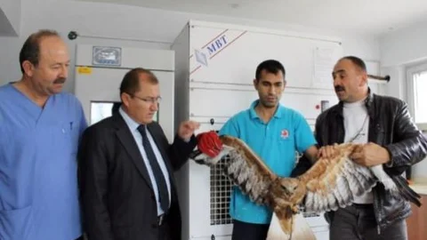 Yaralı Doğan Tedavi Altına Alındı
