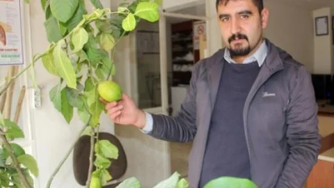 Saksıda Limon Yetiştiriyor